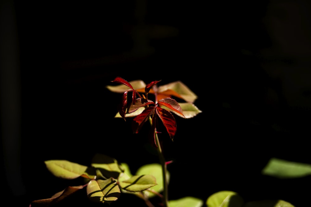 a red flower with green leaves in the dark