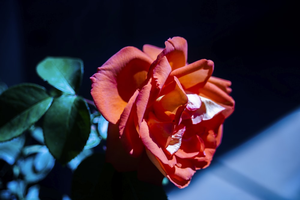 a close up of a flower with a blurry background