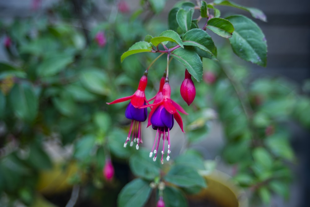 a close up of a flower on a plant