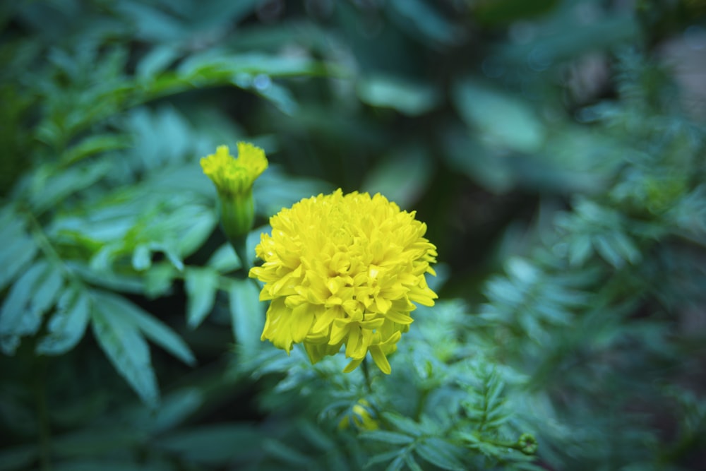 a yellow flower with green leaves in the background