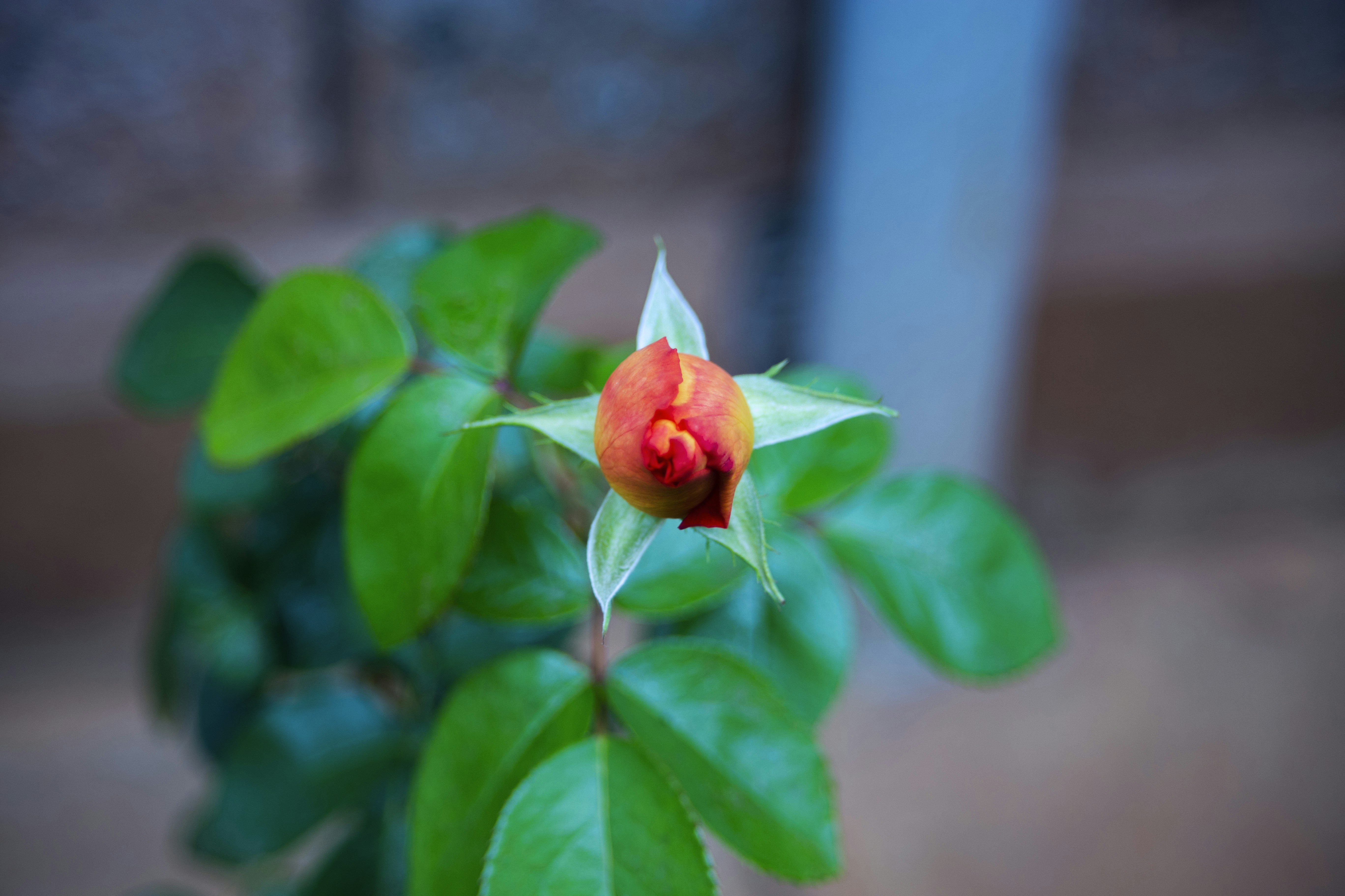 Gros plan d’une fleur sur une plante