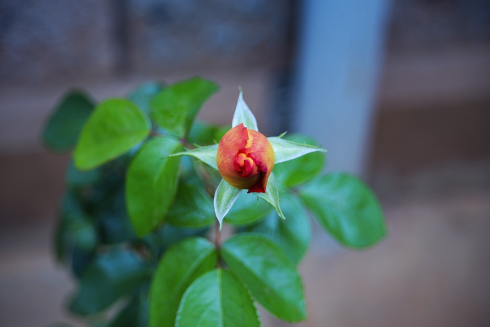 a close up of a flower on a plant