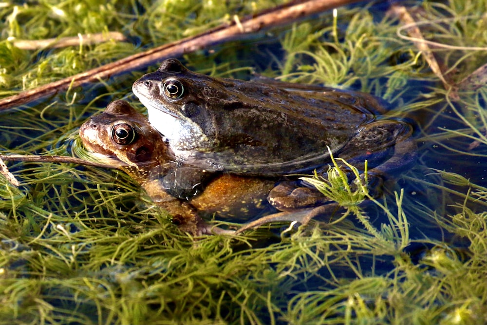 a frog sitting on top of a body of water