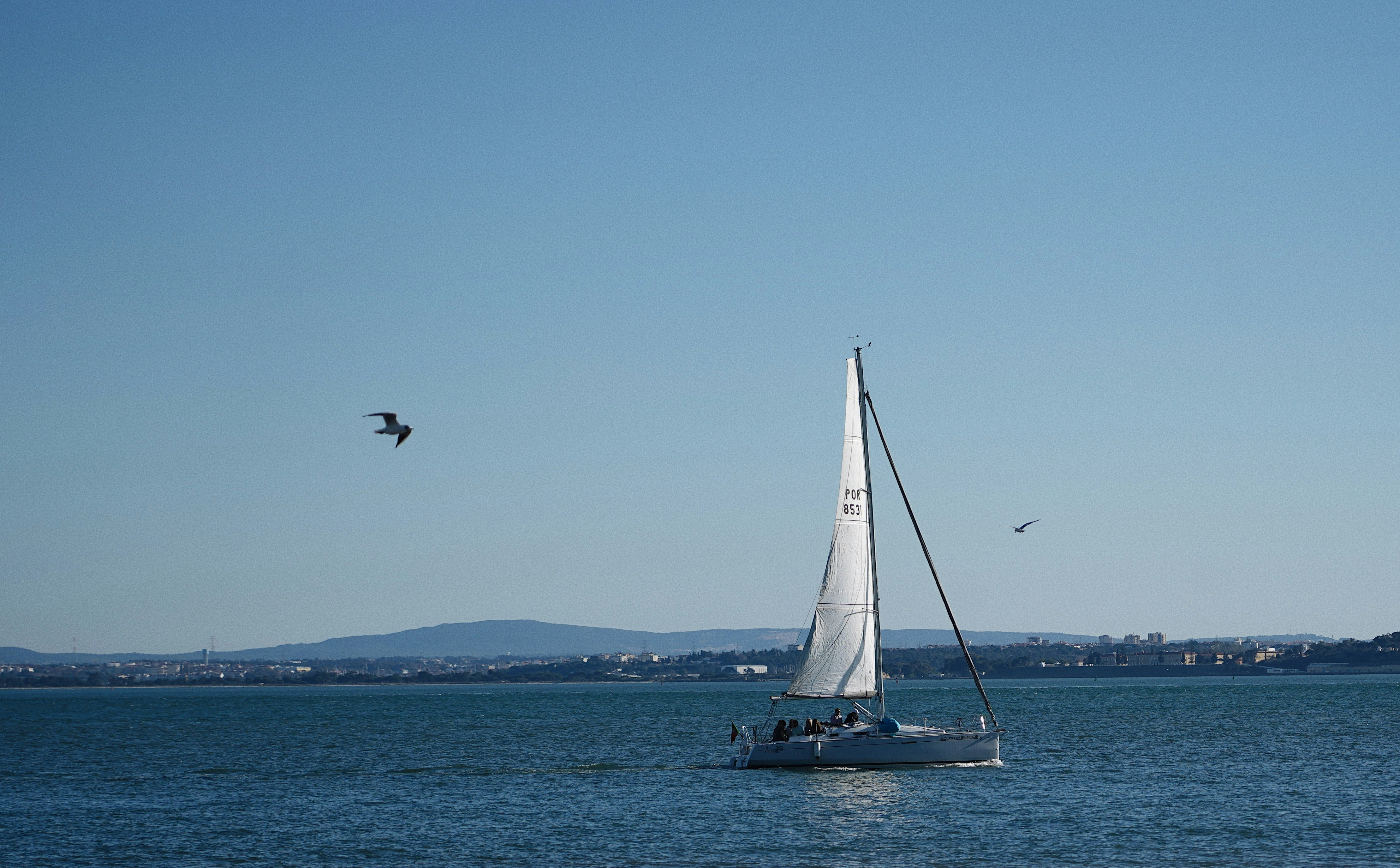 a sailboat in the water with a bird flying over it