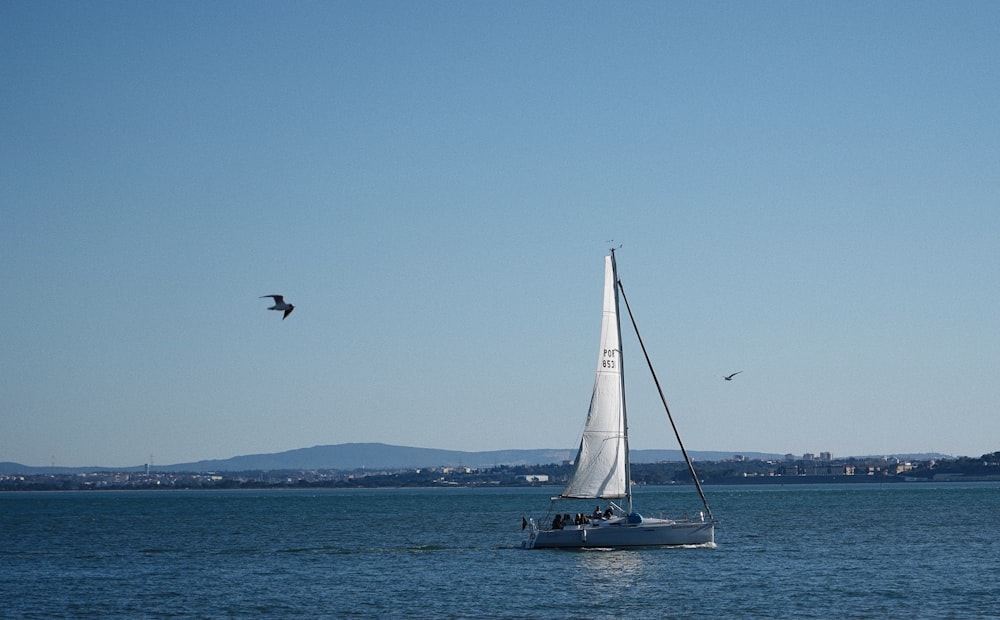 a sailboat in the water with a bird flying over it