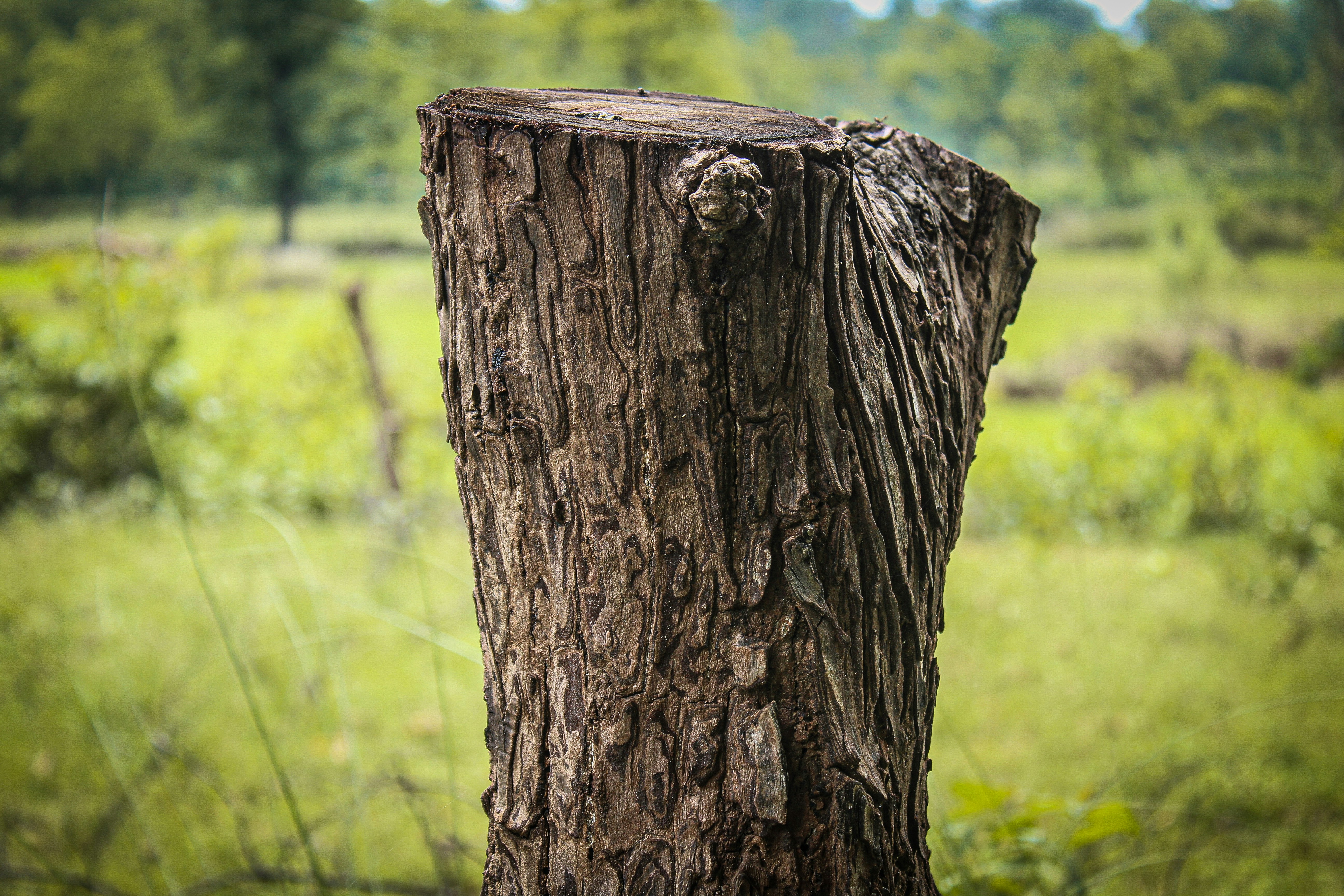 Photo by tusharranjan_