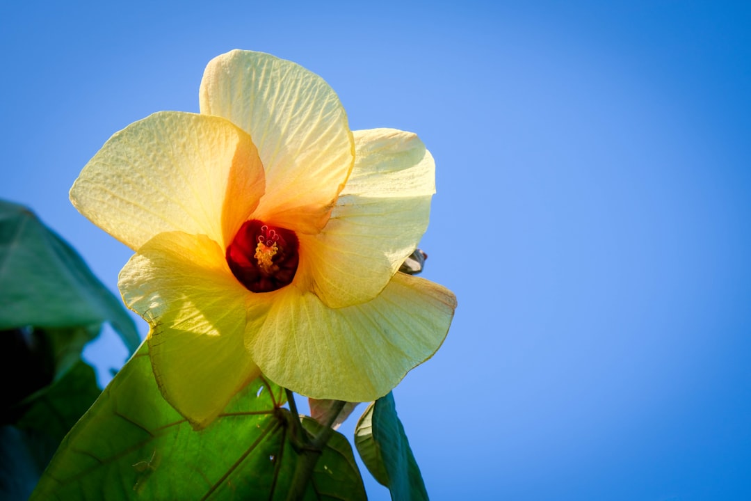 a yellow flower with a blue sky in the background,