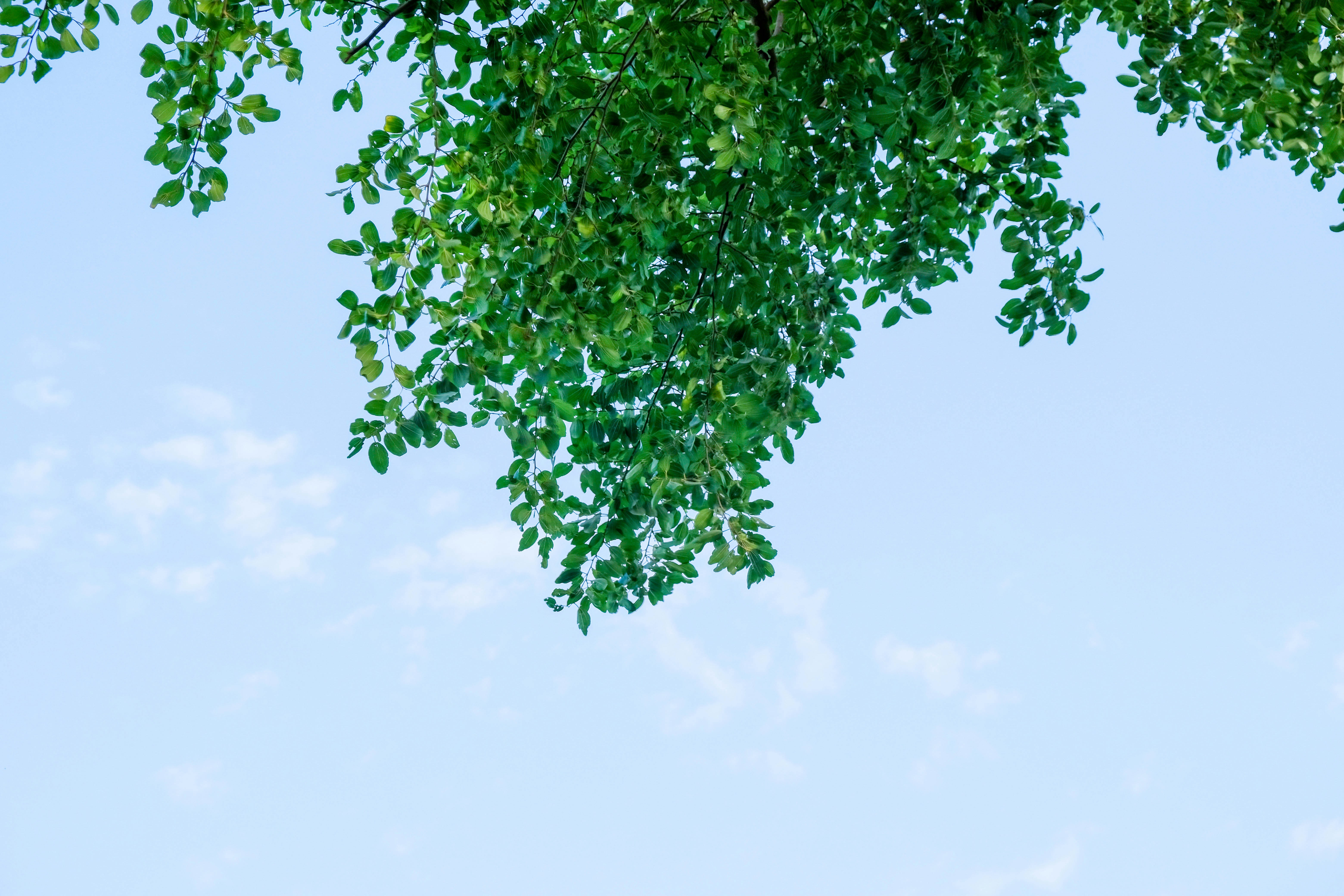 a green leafy tree with a blue sky in the background