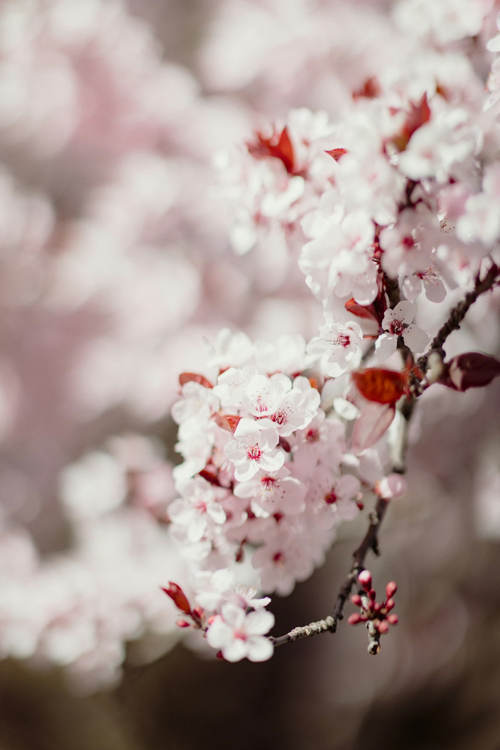 a close up of a flower