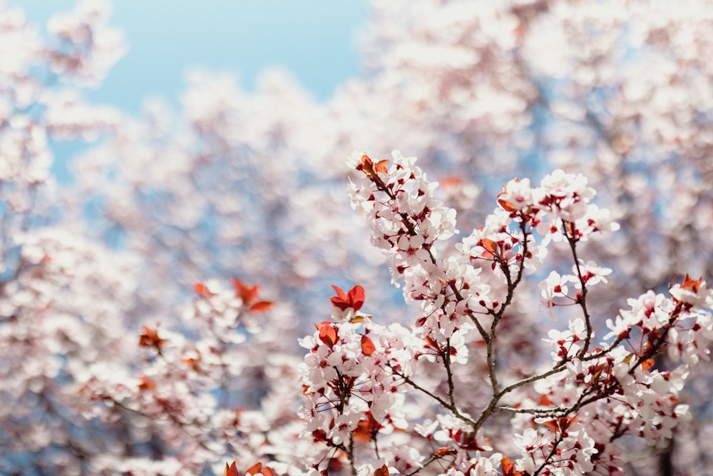 a group of pink flowers on a tree