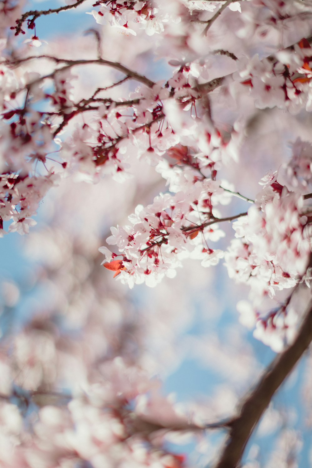 a close up of a tree with pink flowers