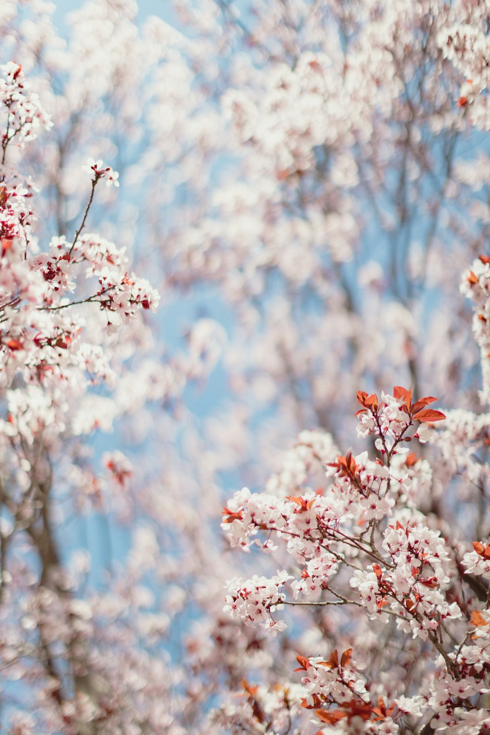 a tree with white and red flowers and blue sky in the background