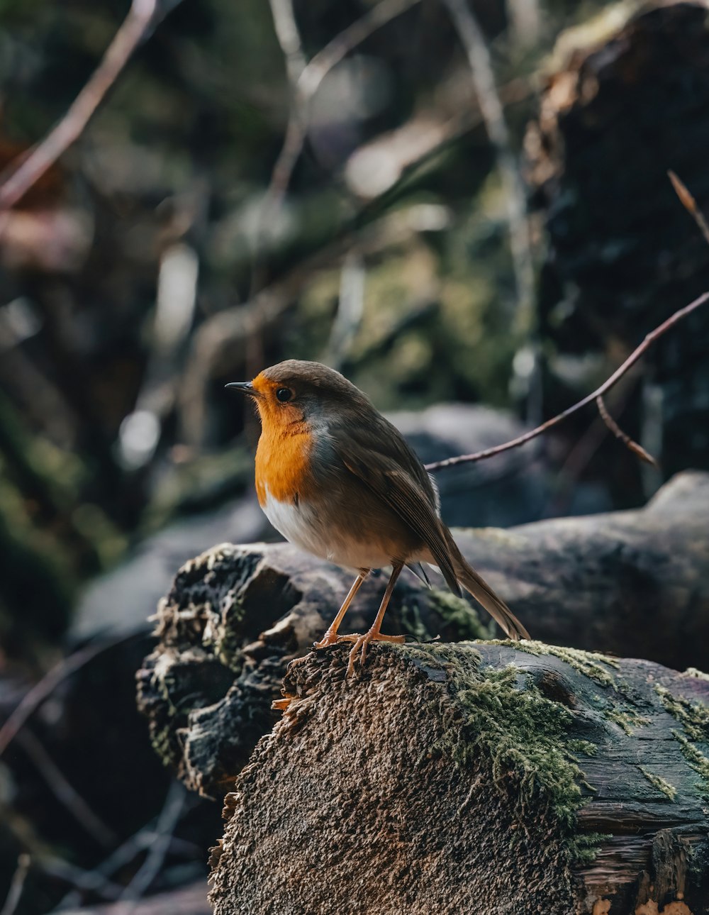 a small orange and black bird sitting on a rock