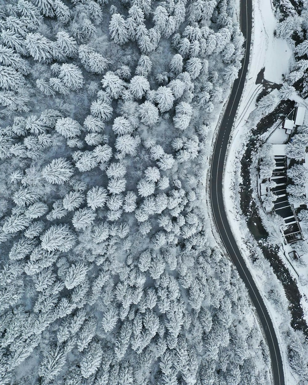 a road in the middle of a snowy forest