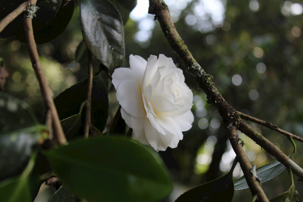 a white flower is growing on a tree branch