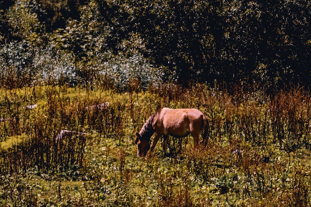 a horse grazing in a field of tall grass