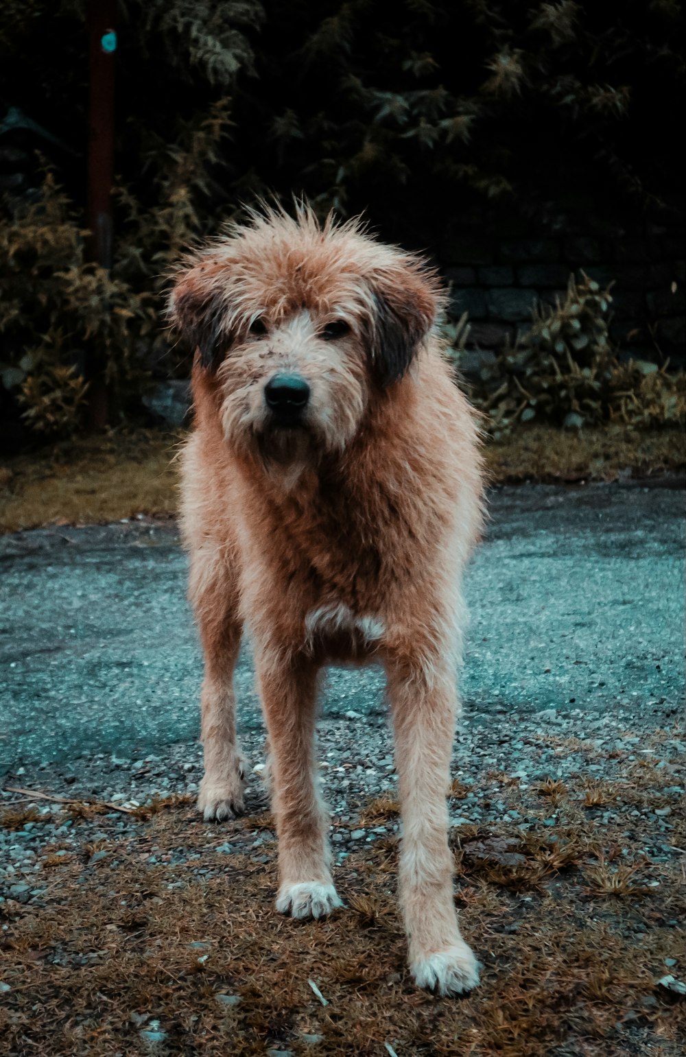 a shaggy brown dog standing on top of a dirt field