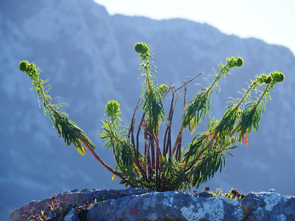 a plant growing out of a rock in front of a mountain