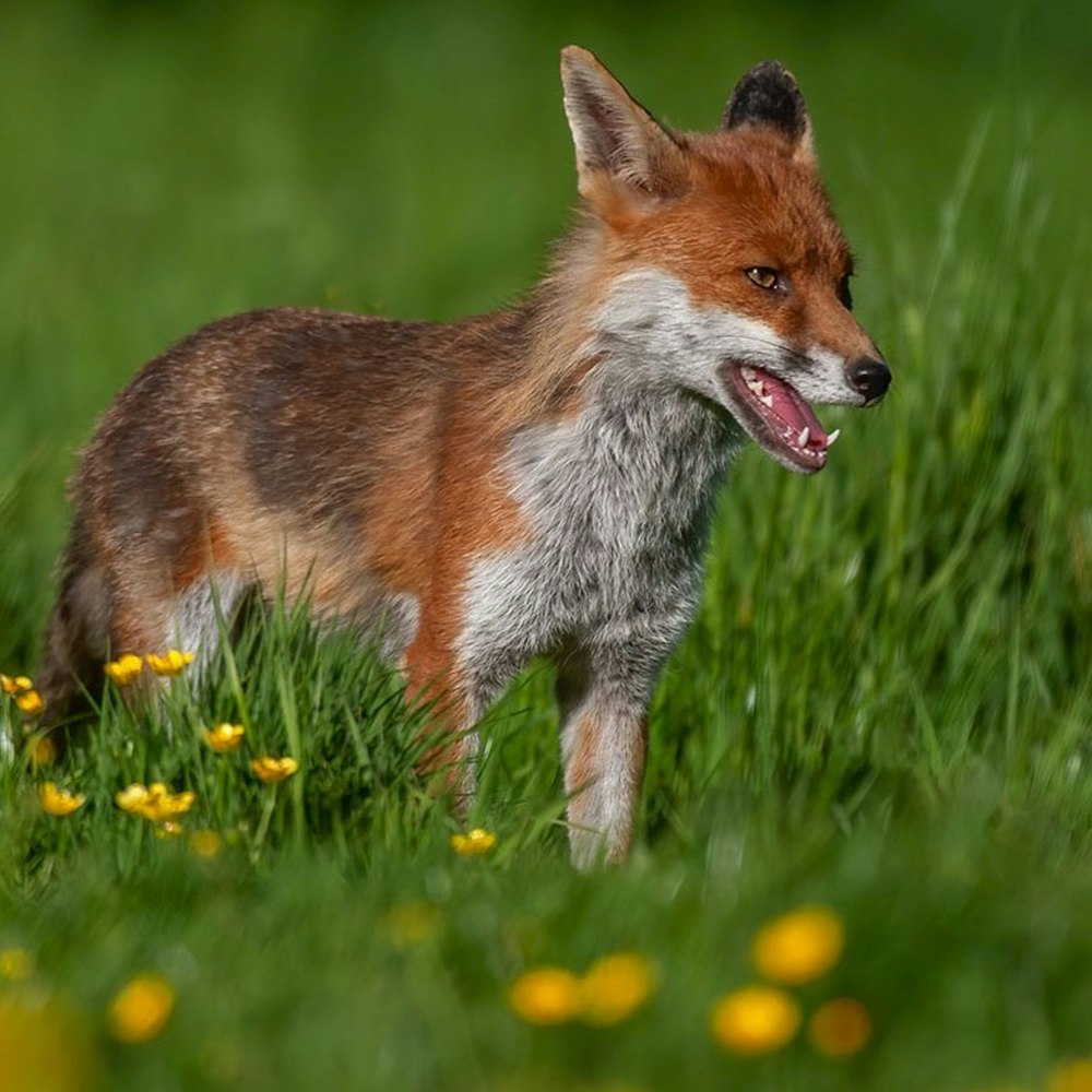 a red fox standing in the grass with its mouth open