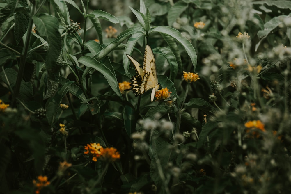 a butterfly sitting on top of a yellow flower