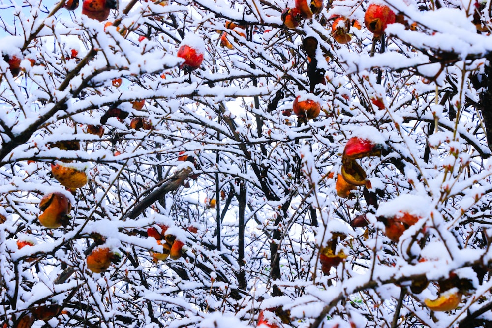 a small bird sitting on a branch of a tree covered in snow