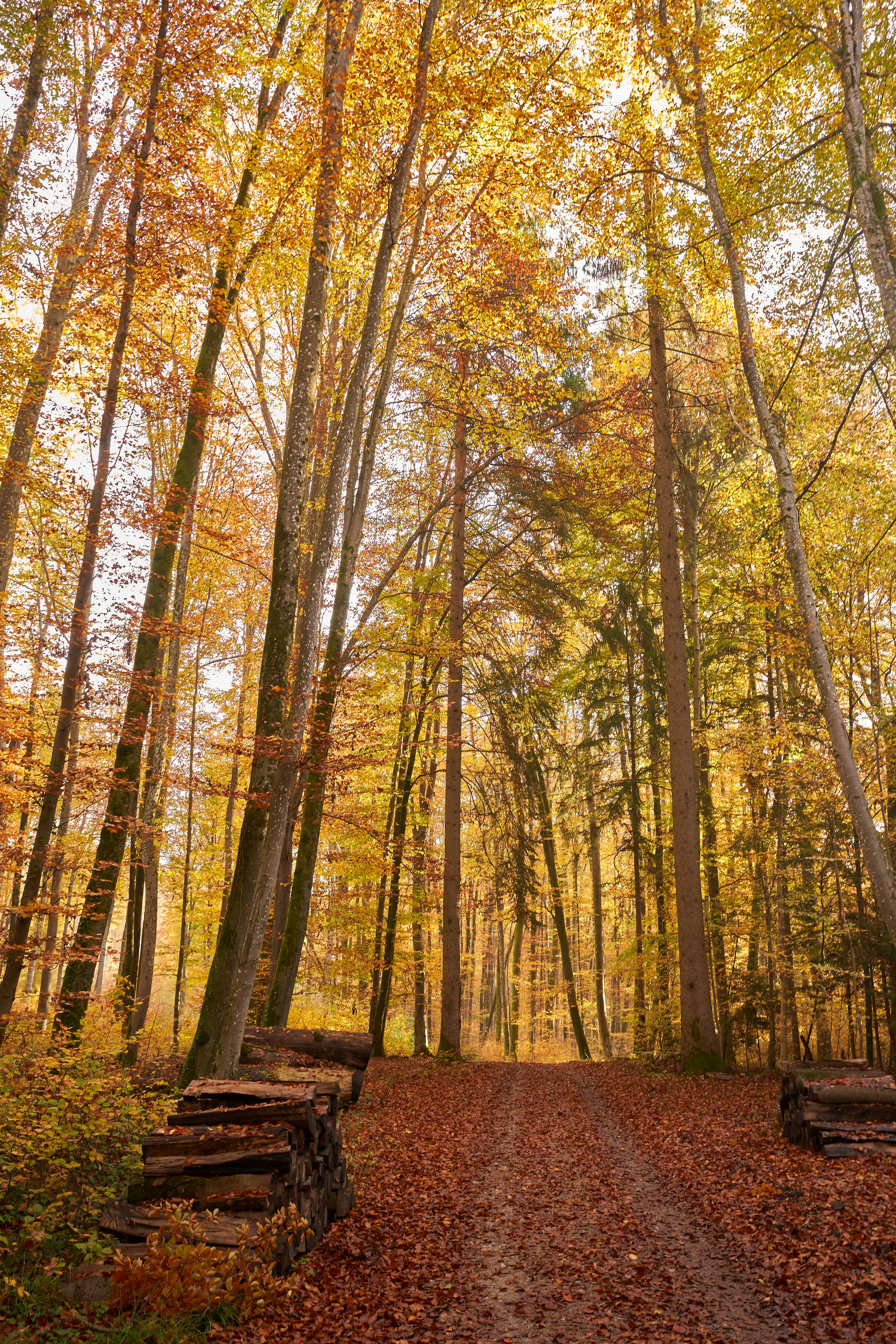 Photo by wolfgang_hasselmann