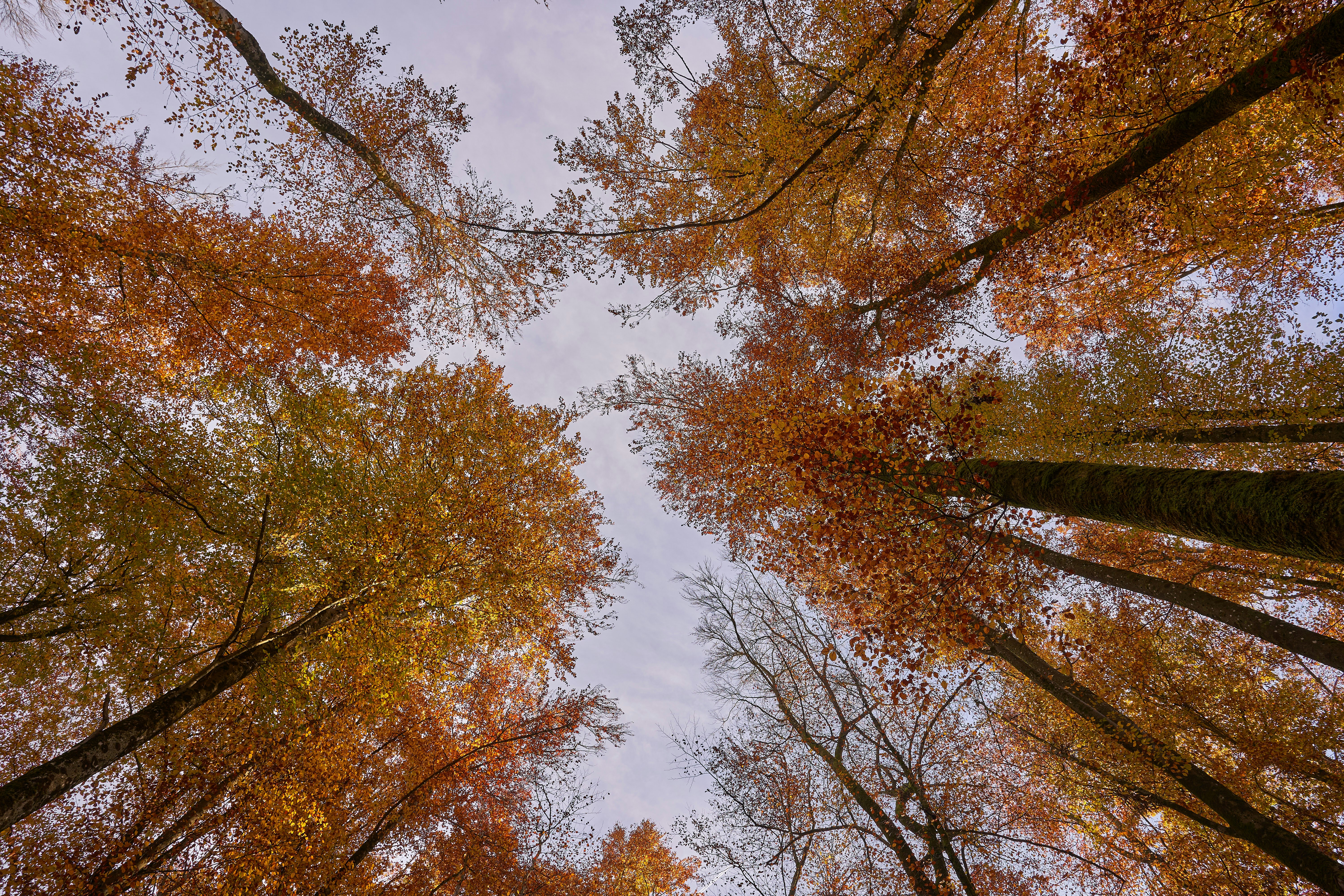 Photo by wolfgang_hasselmann