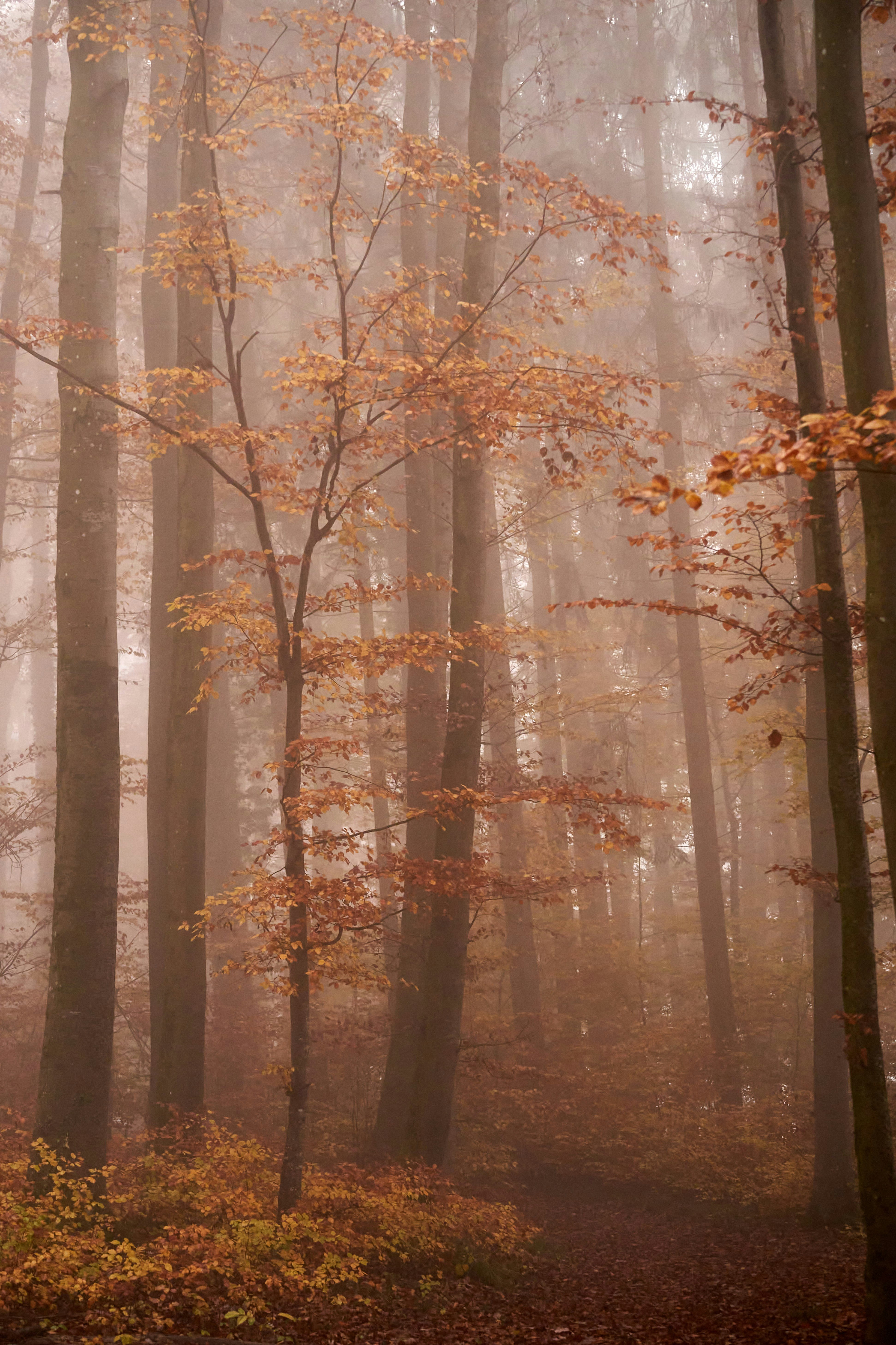 Photo by wolfgang_hasselmann