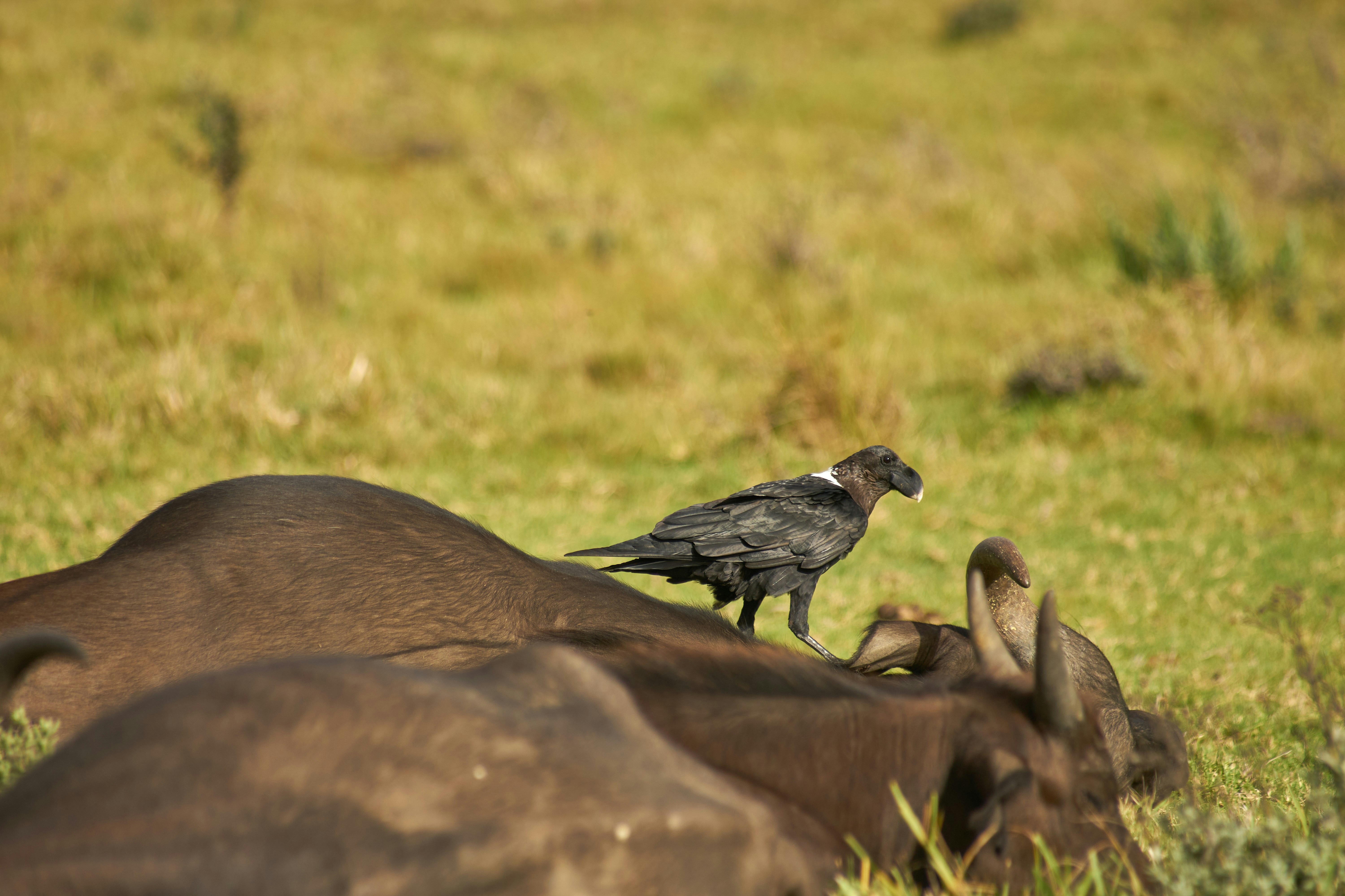 Photo by wolfgang_hasselmann