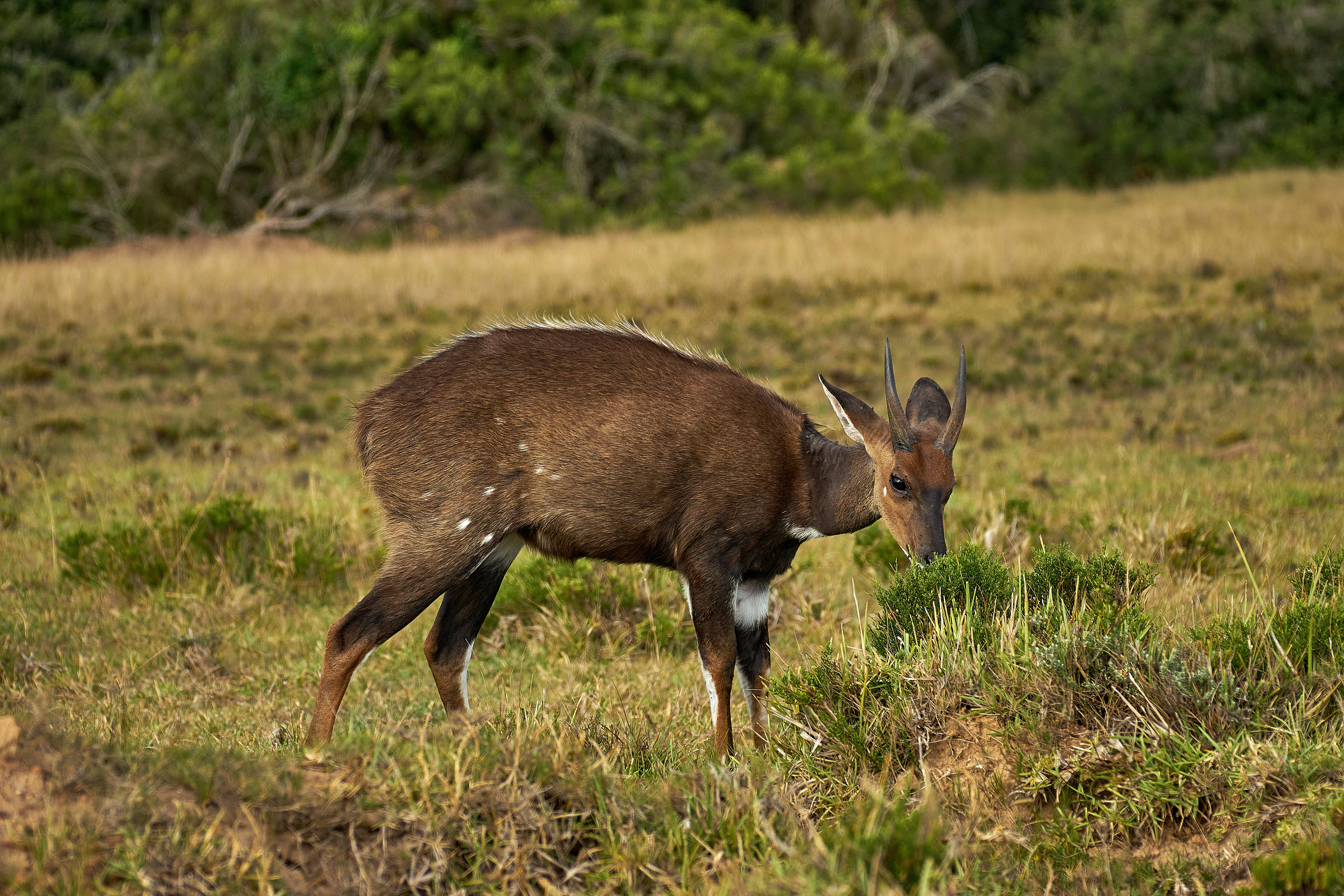 Photo by wolfgang_hasselmann