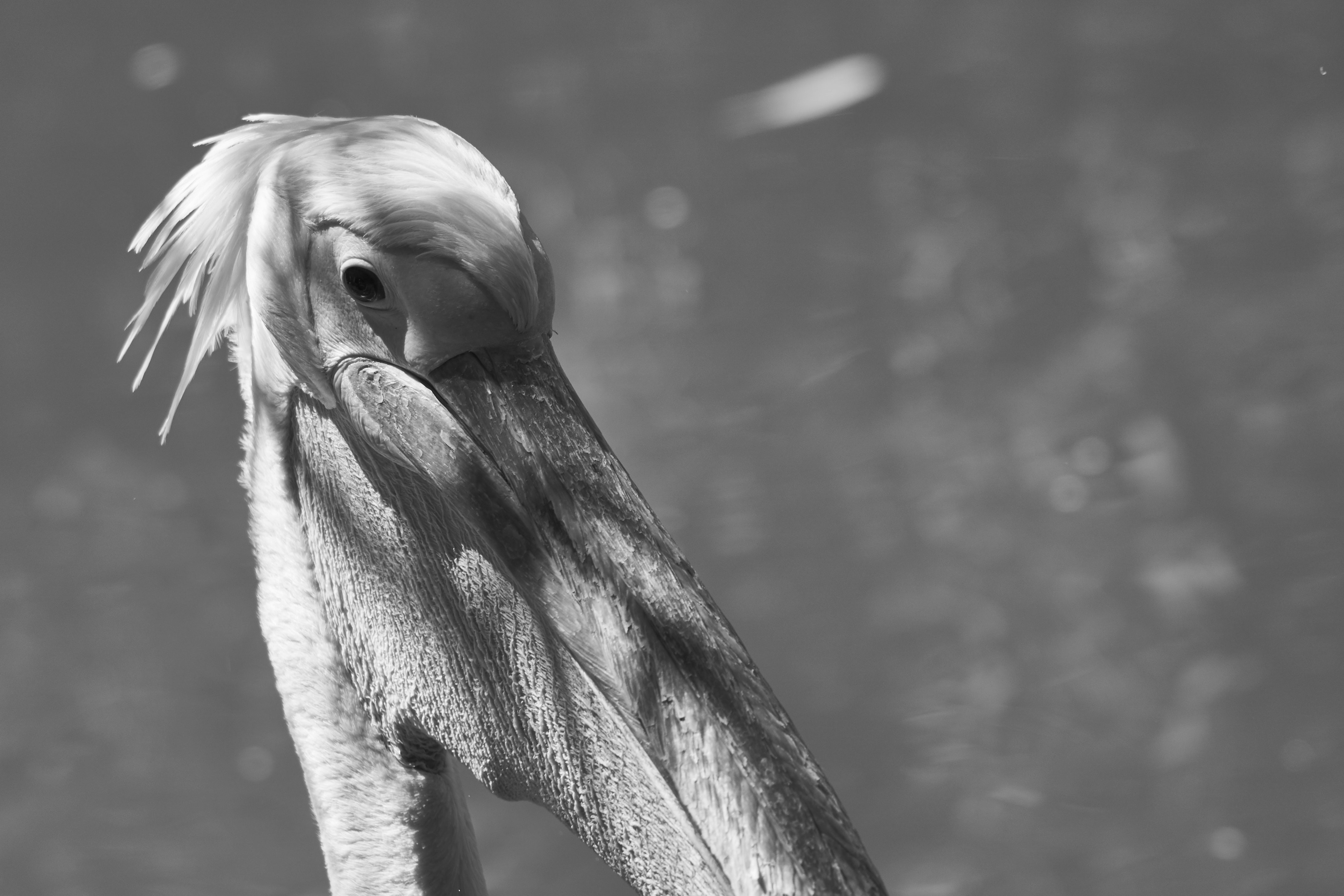 Photo by wolfgang_hasselmann