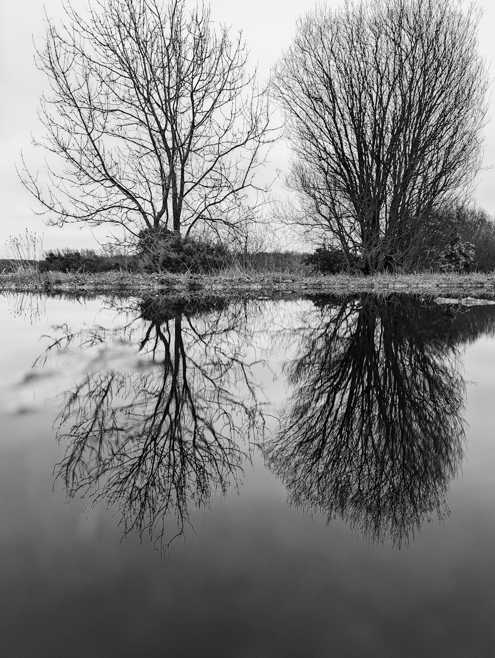 a black and white photo of trees reflected in the water