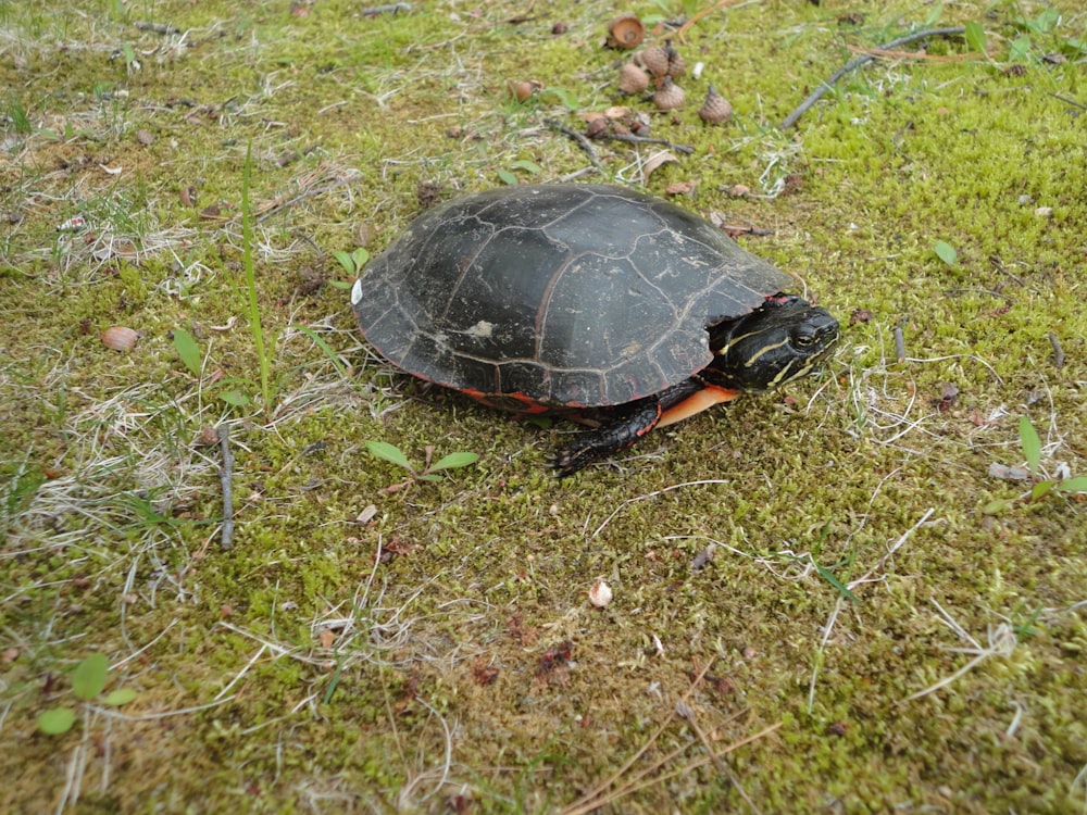 a turtle sitting on top of a lush green field