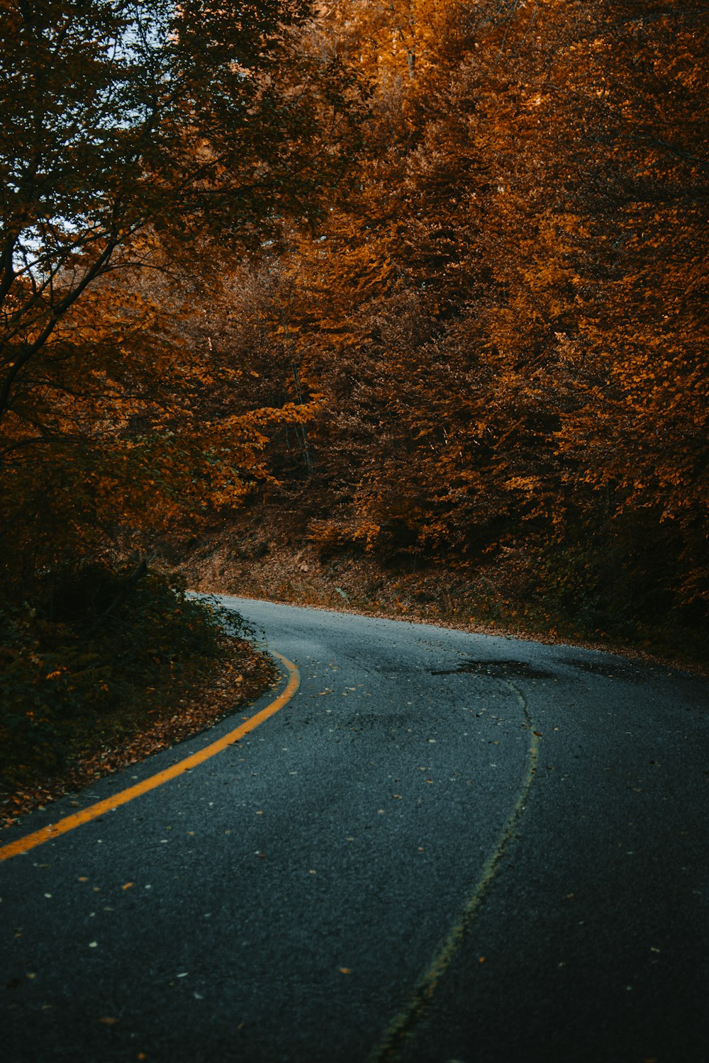 a winding road in the middle of a forest