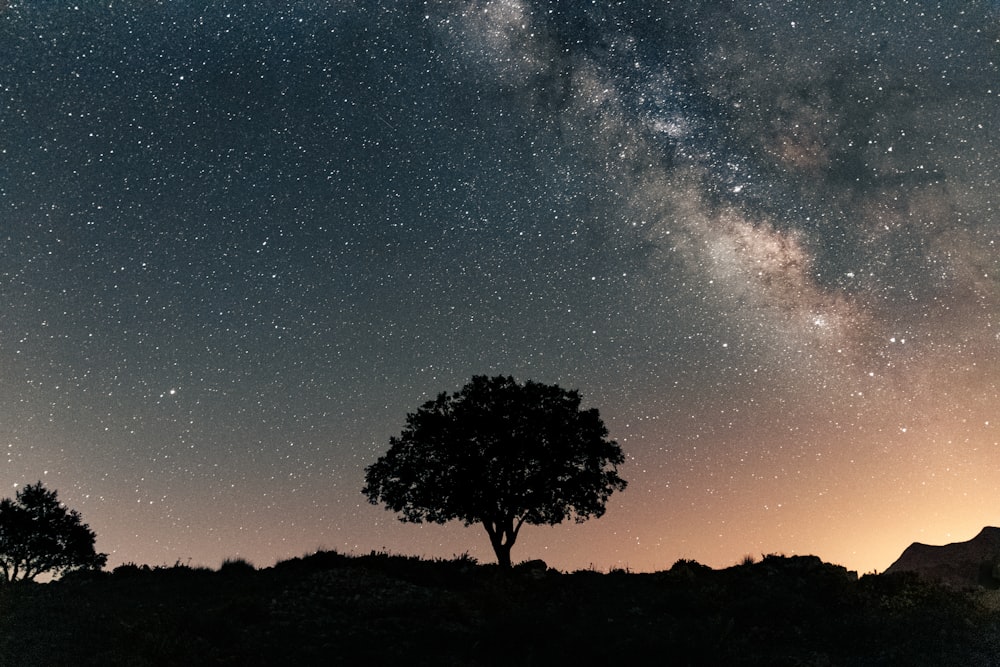 a lone tree is silhouetted against the night sky