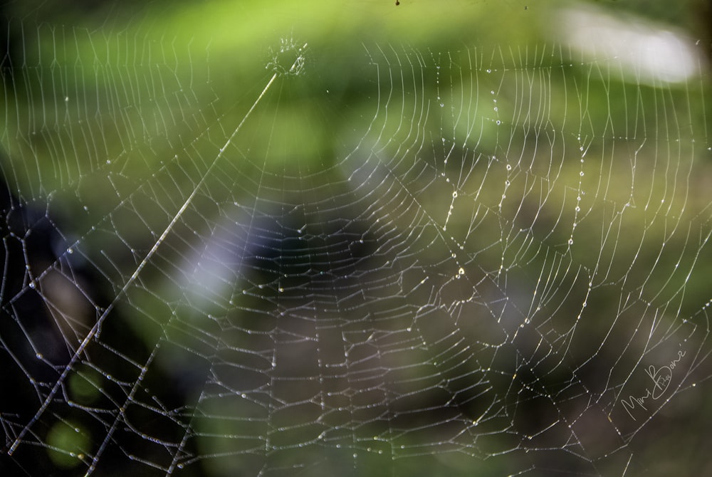 a close up of a spider web on a tree