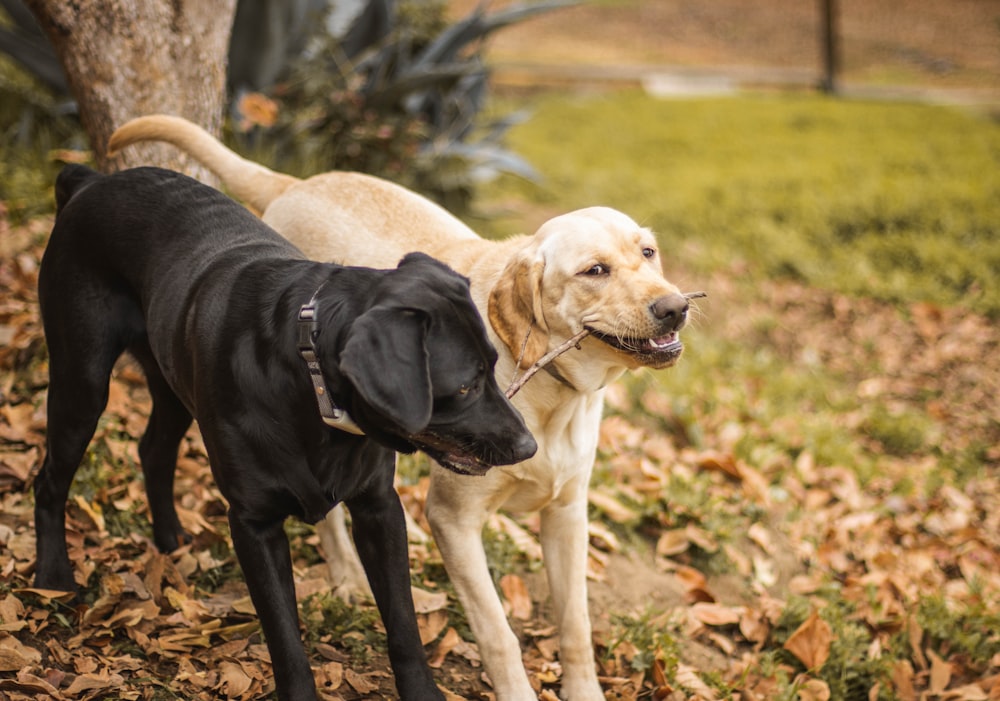 a couple of dogs standing next to each other