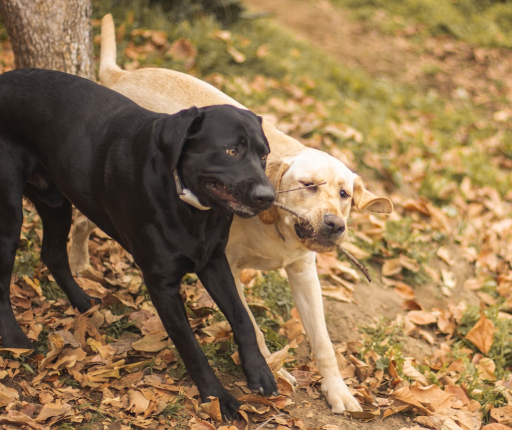 un paio di cani in piedi uno accanto all'altro