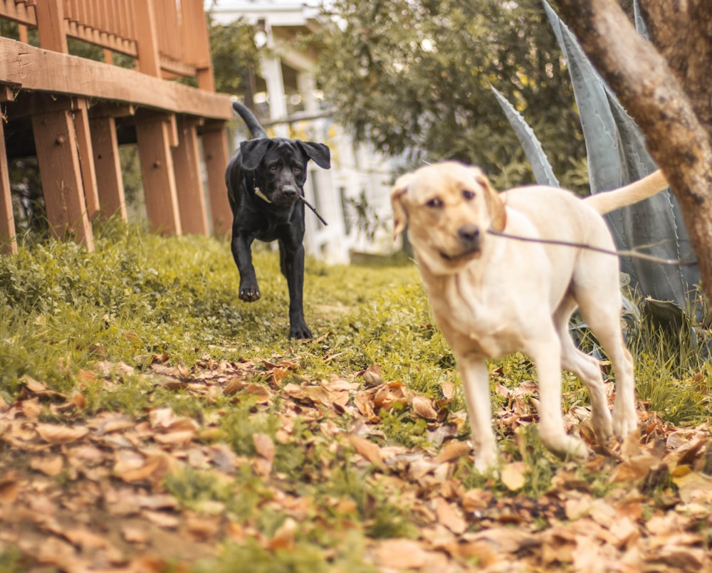 a couple of dogs that are standing in the grass