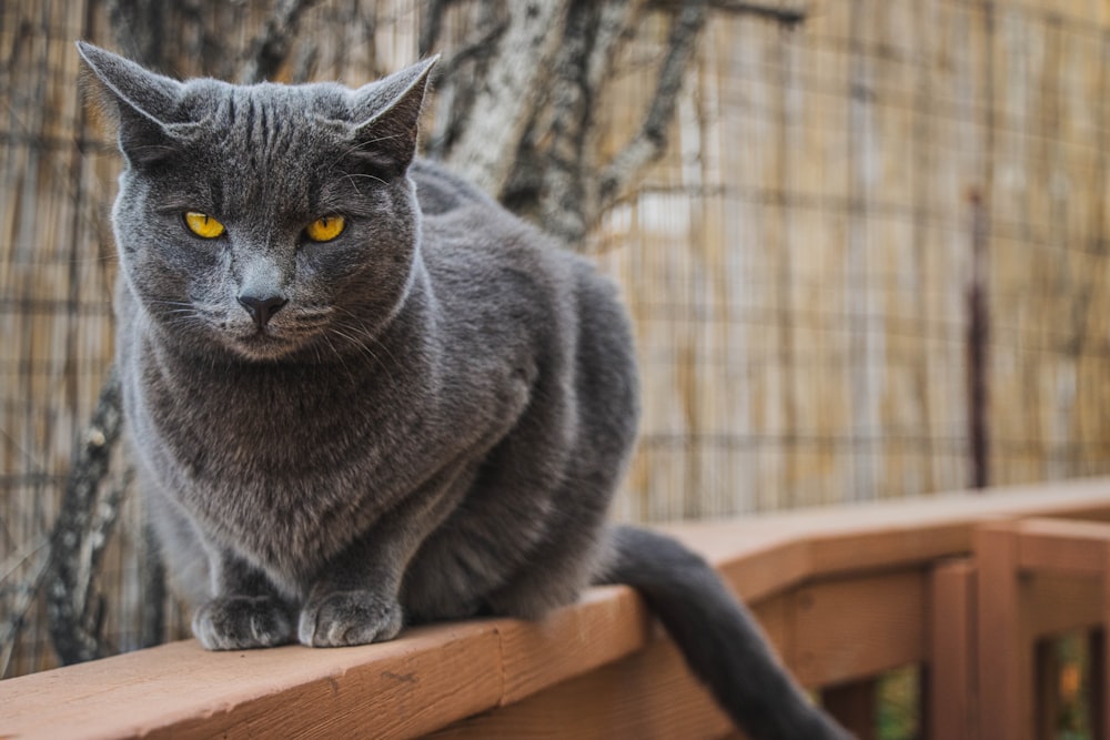 a gray cat sitting on top of a wooden fence