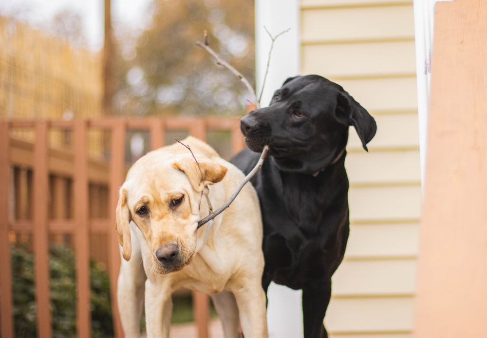 a couple of dogs standing next to each other