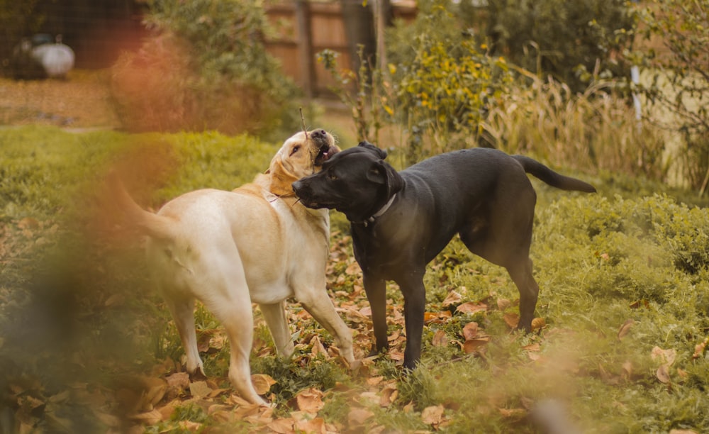 a couple of dogs that are standing in the grass