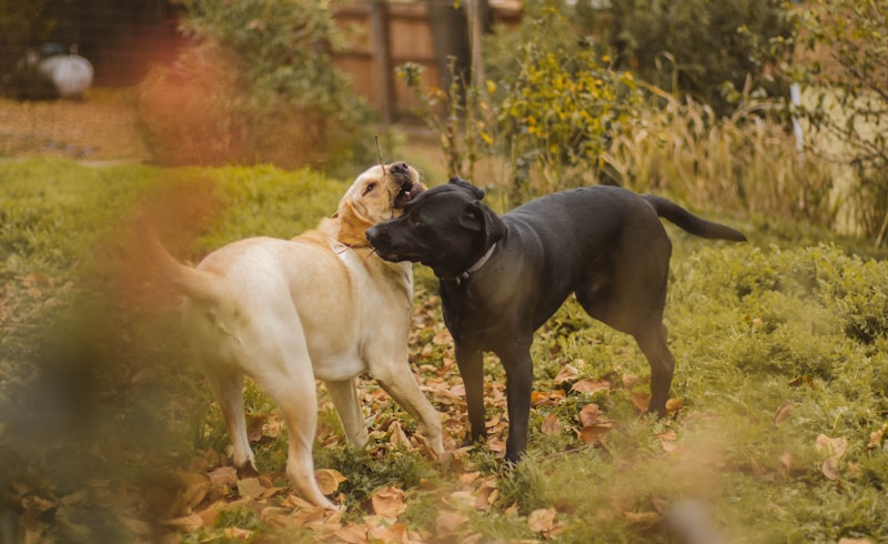 Tug-of-war