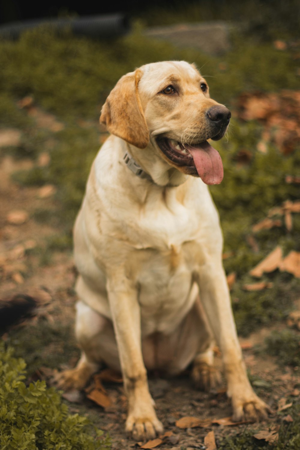 a dog sitting in the grass with its tongue out