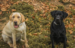 a couple of labradors sitting next to each other on a field