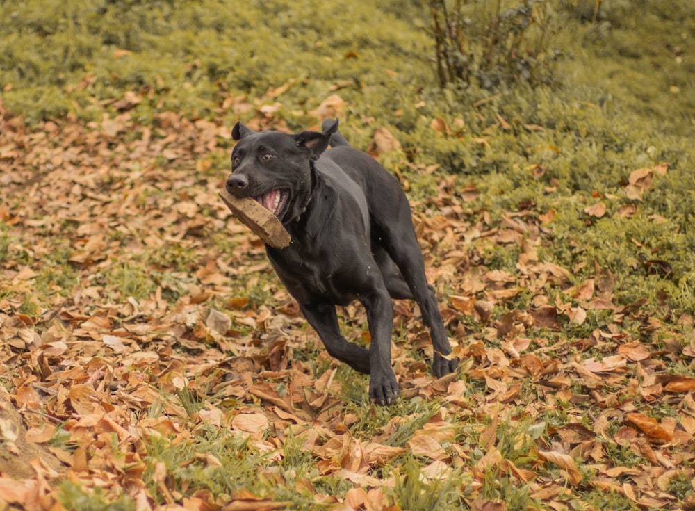 Foto Un perro negro corriendo por un campo cubierto de hojas