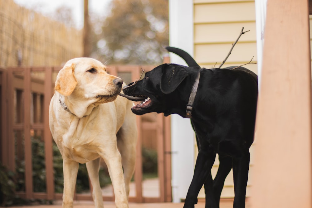 um casal de cães de pé um ao lado do outro