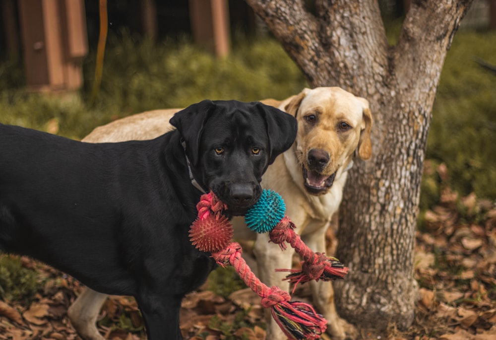 a couple of dogs standing next to each other