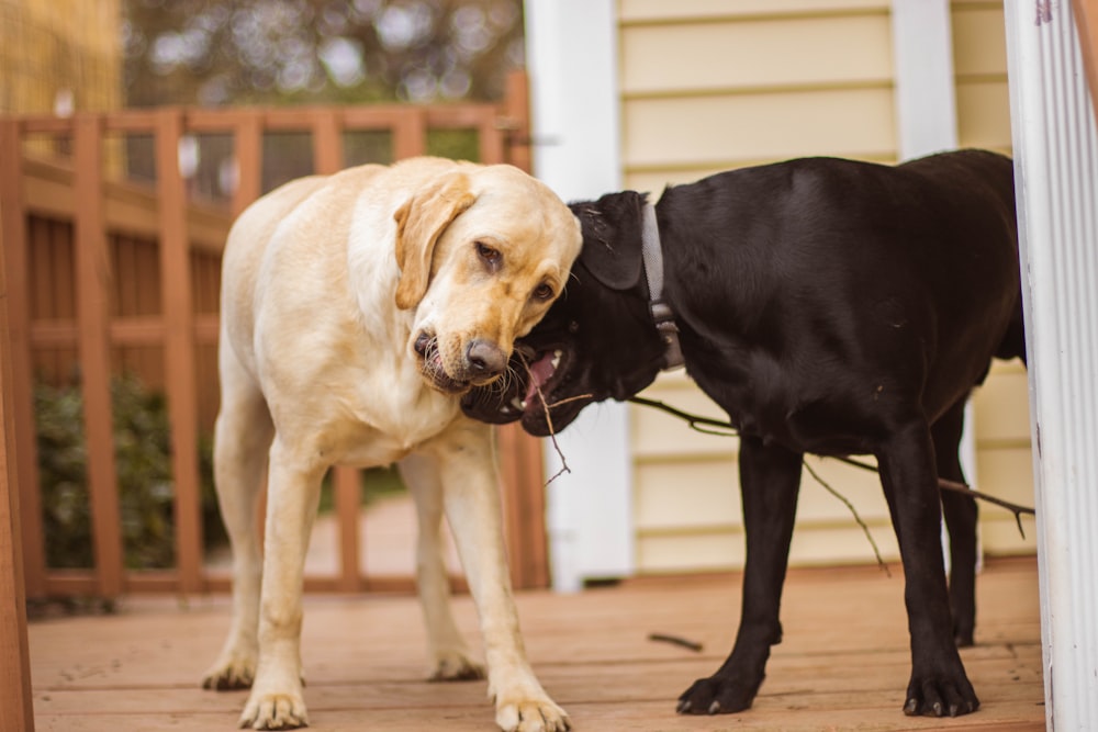 a couple of dogs standing next to each other