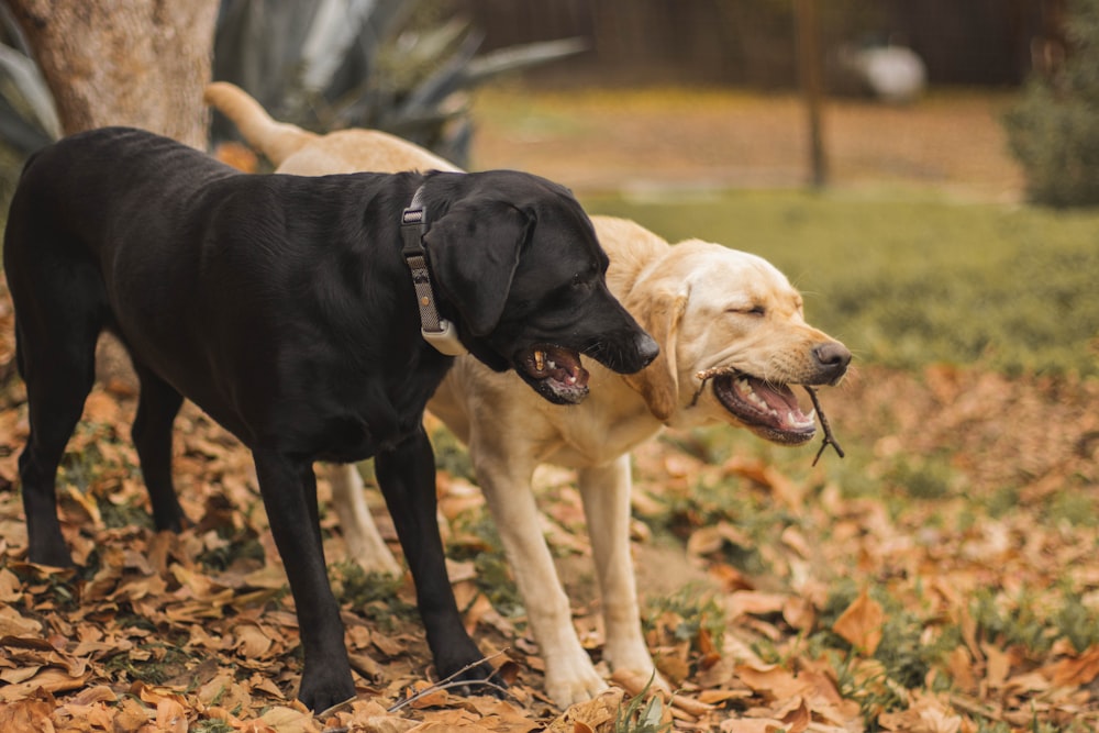 um casal de cães de pé um ao lado do outro